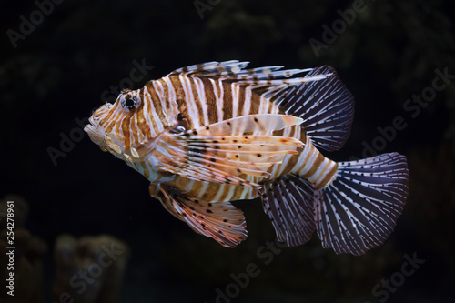 Red lionfish (Pterois volitans).