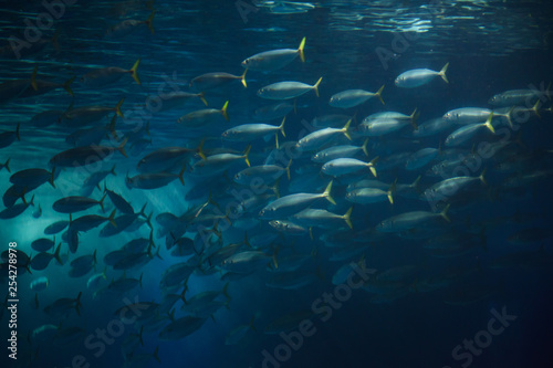 Photography Atlantic chub mackerel (Scomber colias).