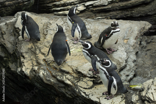 Magellanic penguin (Spheniscus magellanicus).