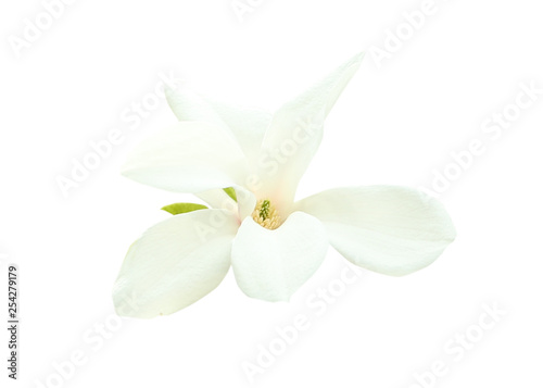 Beautiful blooming magnolia flower on white background