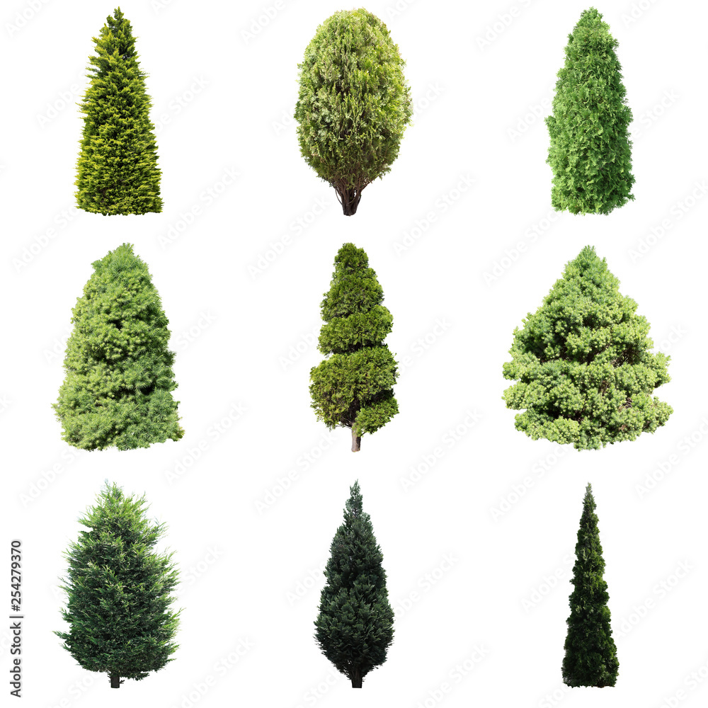 コニファー切り抜き素材 Stock 写真 Adobe Stock コニファー切り抜き素材 Stock 写真 Adobe Stock