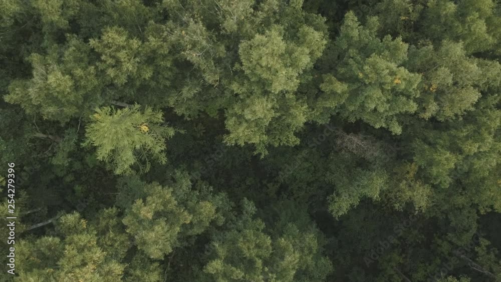 Aerial flying back top view over summer forest on a cloudy day Aerial flying back top view over summer forest on a cloudy day