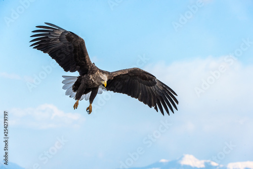 Adult White-tailed eagle in flight. Sky  background. Scientific name: Haliaeetus albicilla, Ern, erne, gray eagle, Eurasian sea eagle and white-tailed sea-eagle. © Uryadnikov Sergey