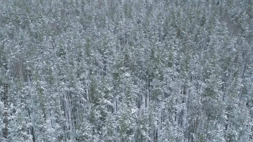 Aerial orbital high angle flight over frozen winter pine forest Aerial orbital high angle flight over frozen winter pine forest