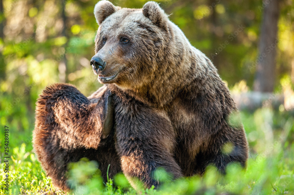 Fototapeta premium Wild Brown bear (ursus Arctos) in the summer forest. Green forest natural background.