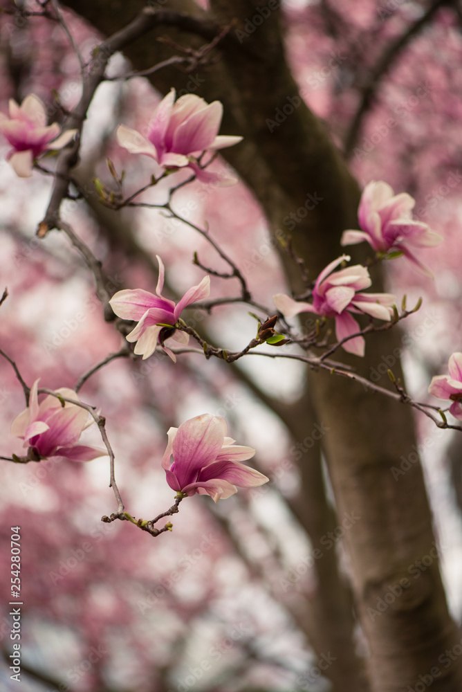 pink magnolia flower on a branch in the spring pink magnolia flower on a branch in the spring