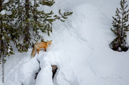 Red Fox in snow taken in yellowstone National Park