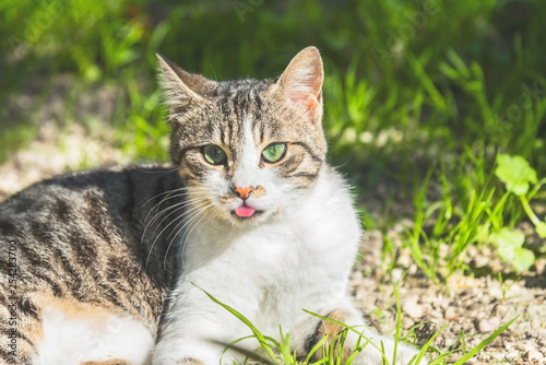 Wallpaper Mural A lovely female cat stick her toungue  out, close up Torontodigital.ca
