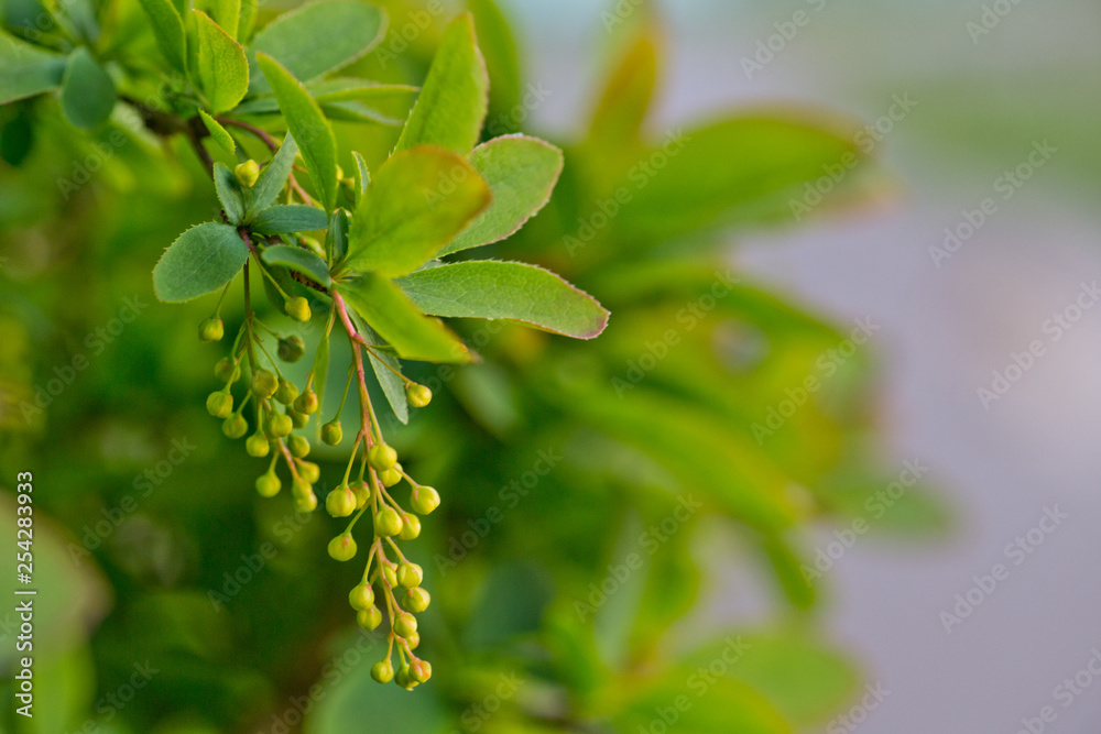 Obraz premium branch of european barberry berberis vulgaris with flowers in spring. Fruit tree with young fruits.