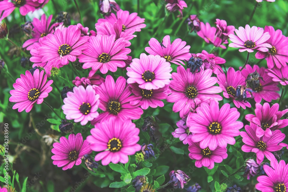 Purple daisies in the garden, outdoor, close up. Spring season photography Purple daisies in the garden, outdoor, close up. Spring season photography