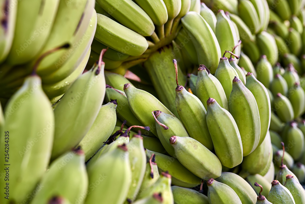 Closeup photo of many green banana bunches outdoors Closeup photo of many green banana bunches outdoors