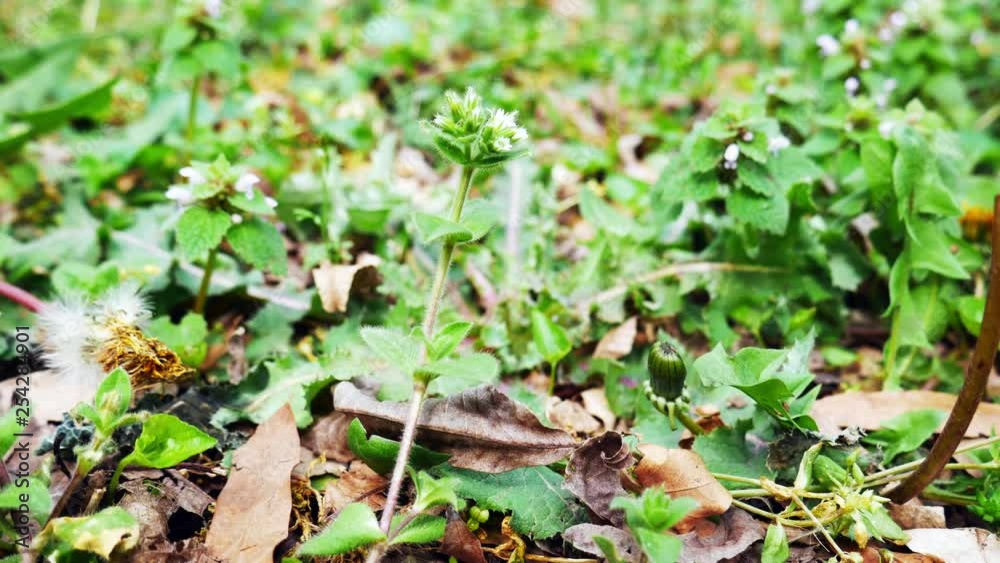small flower blowing in the wind small flower blowing in the wind