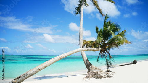 Fototapeta Naklejka Na Ścianę i Meble -  sloping tropical palm tree at a wonderful exotic caribbean beach in Punta Cana, Dominican Republic 