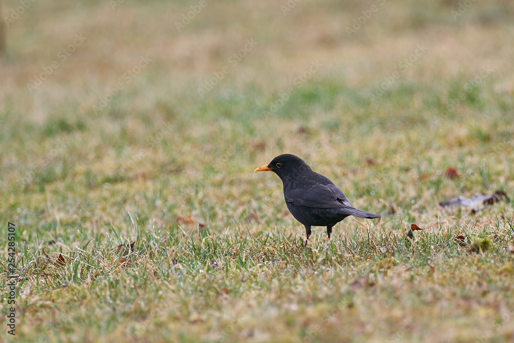 The common blackbird, also called Eurasian blackbird, Turdus merula, is a species of true thrush, in the spring looking for some worms or insects in the grass on garden. The common blackbird, also called Eurasian blackbird, Turdus merula, is a species of true thrush, in the spring looking for some worms or insects in the grass on garden.