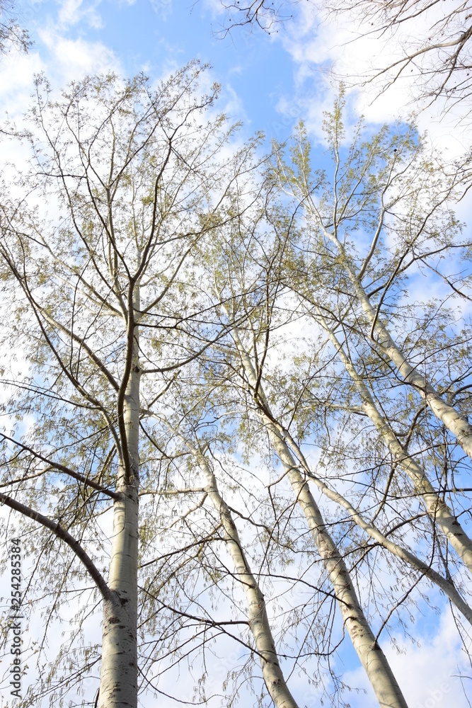 Weiße Birken vor blauen Himmel - Hintergrund Weiße Birken vor blauen Himmel - Hintergrund