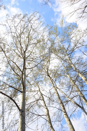 Weiße Birken vor blauen Himmel - Hintergrund