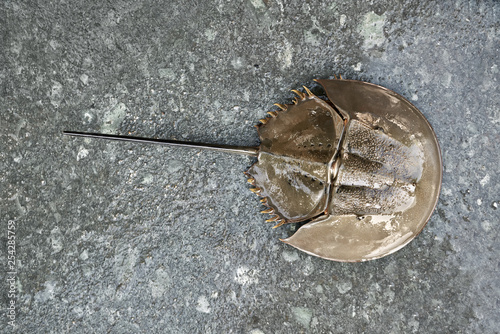 Closeup photo of upper part of horseshoe crab with long tail photo