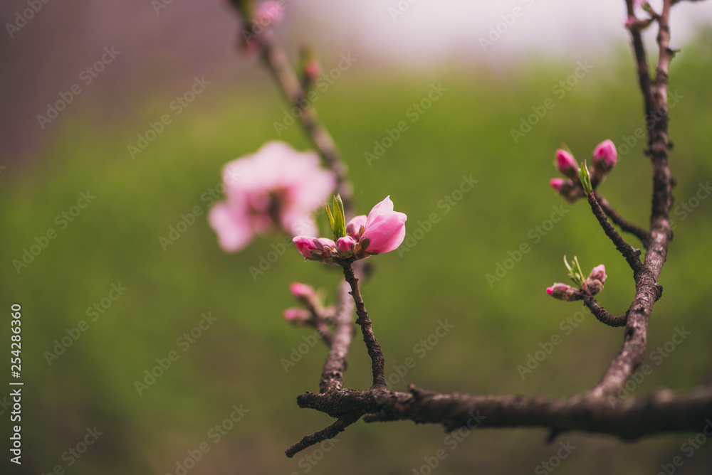 Fototapeta premium branches with cherry blossom flowers in the Spring