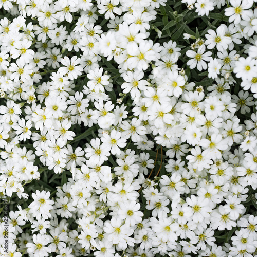 Background made with many white and yellow flowers