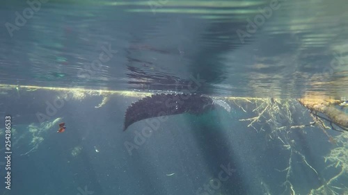 Alligators Underwater Clear and Blue