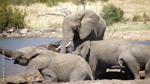 African Elephants playing at a waterhole in the Pilansberg Nature Reserve, South Africa. photo