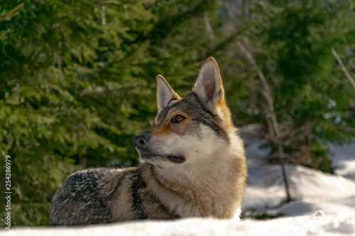 The mindful wolfdog photo