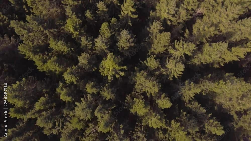 4k Aerial footage over Forest - Sweden