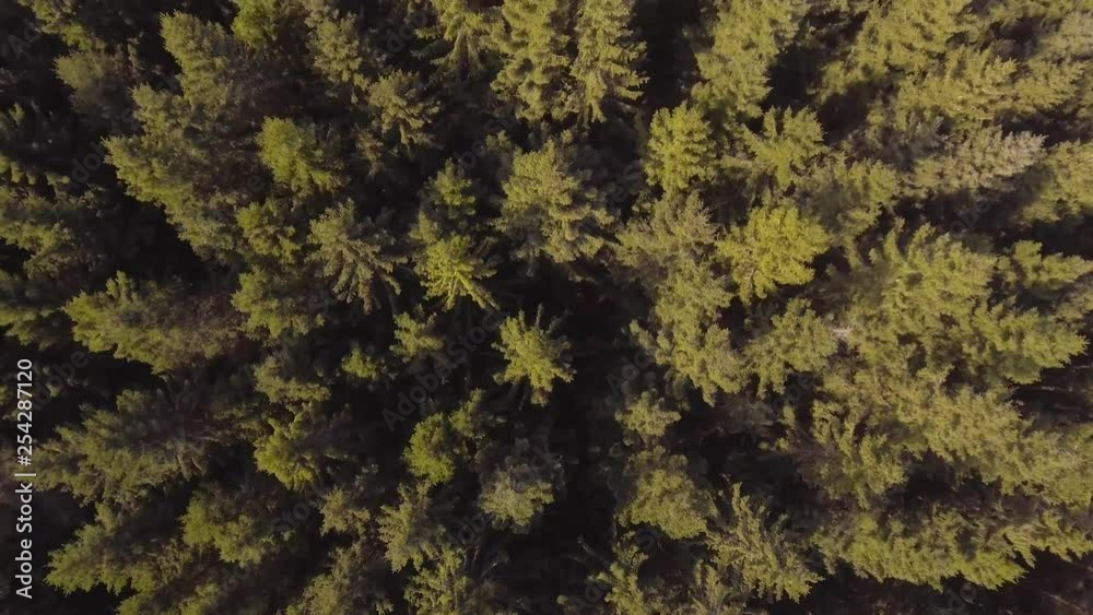 4k Aerial footage over Forest - Sweden