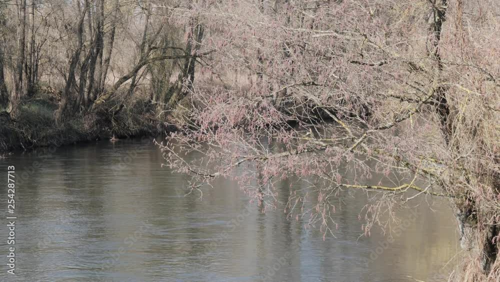 the beginning of spring. wild fast river among the thickets