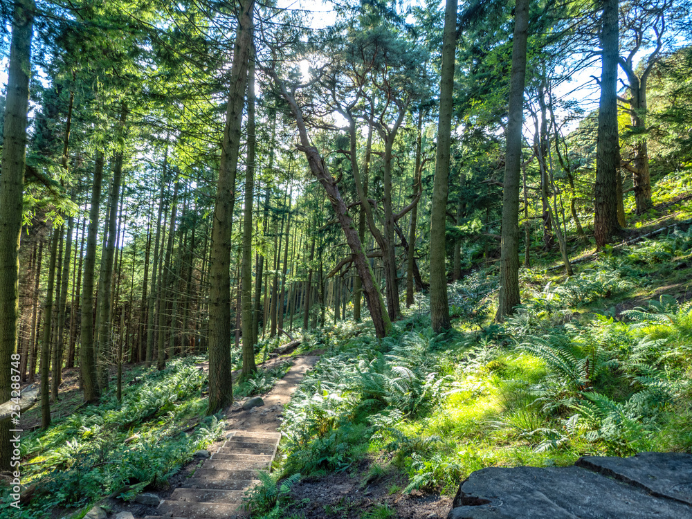 Fototapeta premium beautiful green forest on a sunny day
