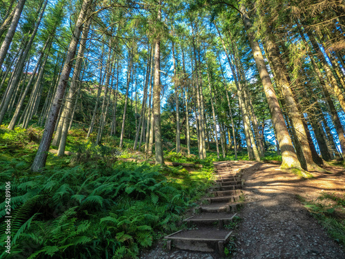 steps of hiking path in beautiful forest on a sunny day