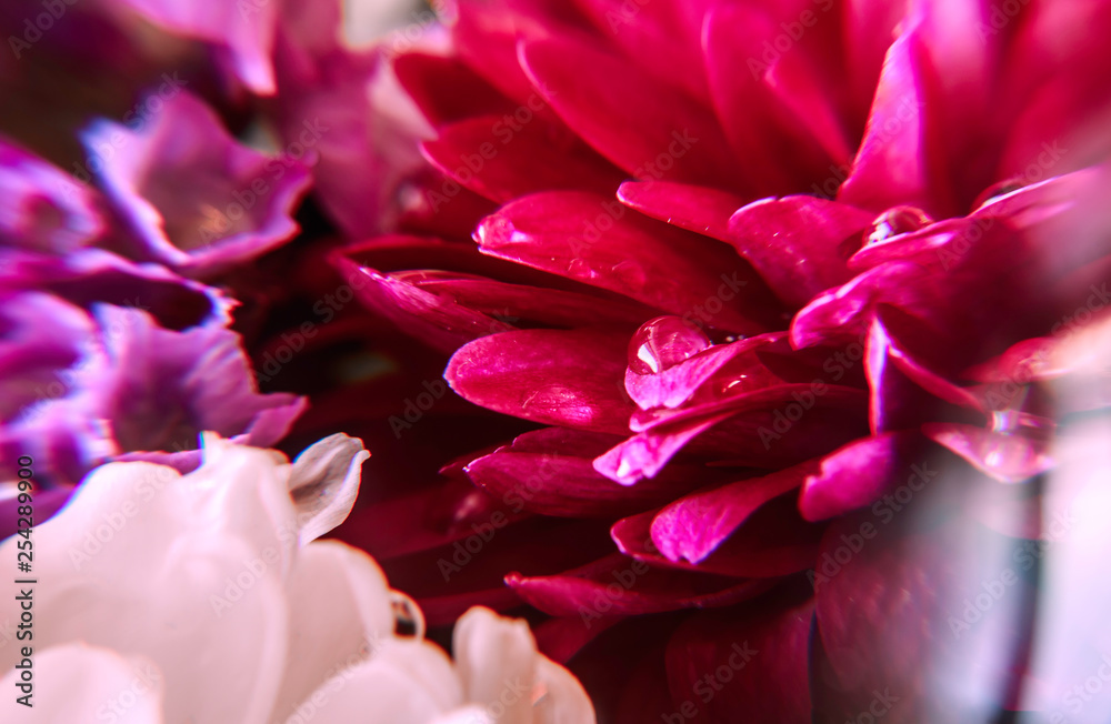 Beautiful pink, red, violet flowers bunch macro photo for greeting postcard on international women day, saint valentine day, romantic mood atmosphere with blossoms of pastel soft colors, flora beauty Beautiful pink, red, violet flowers bunch macro photo for greeting postcard on international women day, saint valentine day, romantic mood atmosphere with blossoms of pastel soft colors, flora beauty