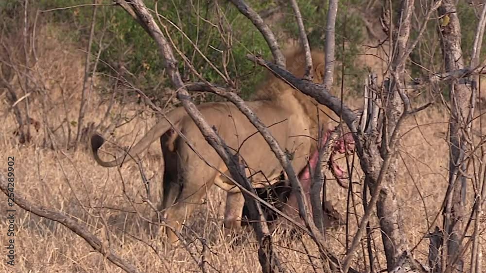 Male Lion Dragging Animal Carcass to Shaded Area. Male Lion Dragging Animal Carcass to Shaded Area.