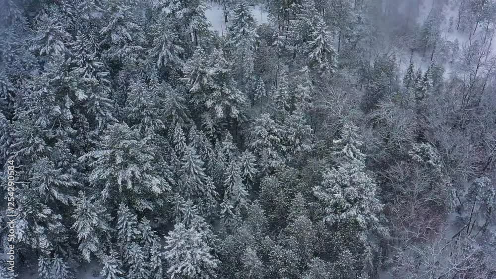 Aerial orbit above an evergreen forest during a snow storm SLOW MOTION Aerial orbit above an evergreen forest during a snow storm SLOW MOTION