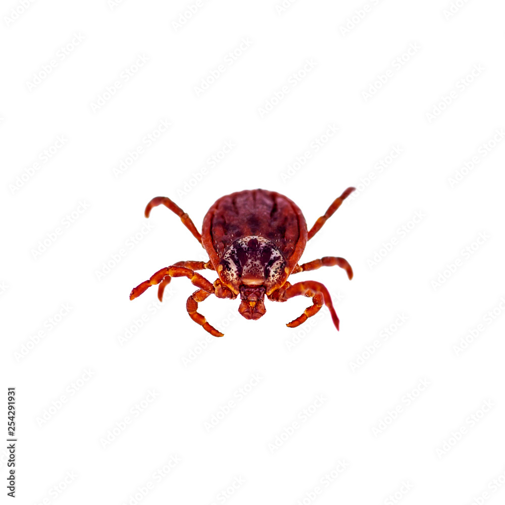 Encephalitis Virus or Lyme Borreliosis Disease or Monkey Fever Infectious Dermacentor Tick Arachnid Parasite Insect Macro Isolated on White