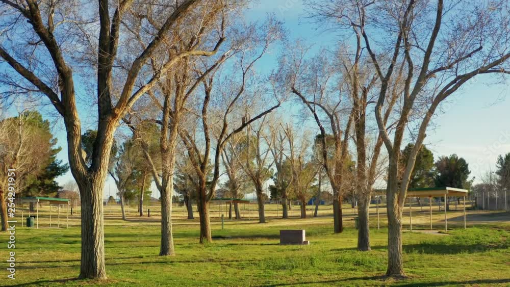 Floating through the tree rows at a park on a sunny winter day Floating through the tree rows at a park on a sunny winter day