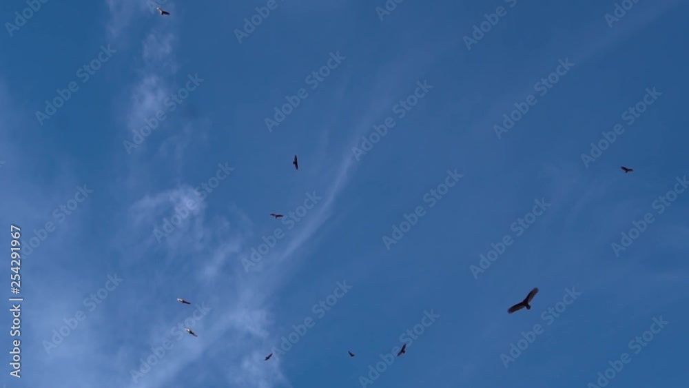 Slow motion view of many turkey vultures circling overhead Slow motion view of many turkey vultures circling overhead