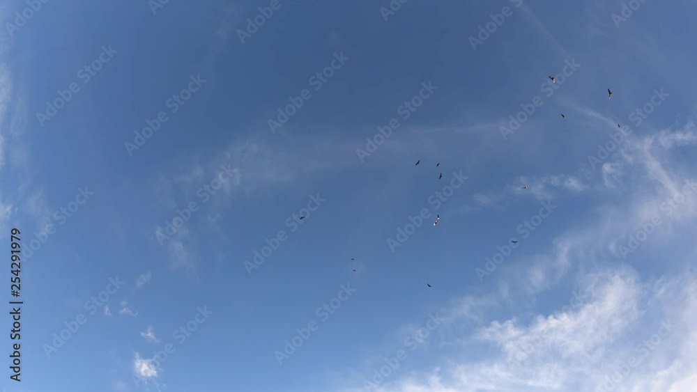 Impending death as turkey vultures soar above head in slow motion Impending death as turkey vultures soar above head in slow motion