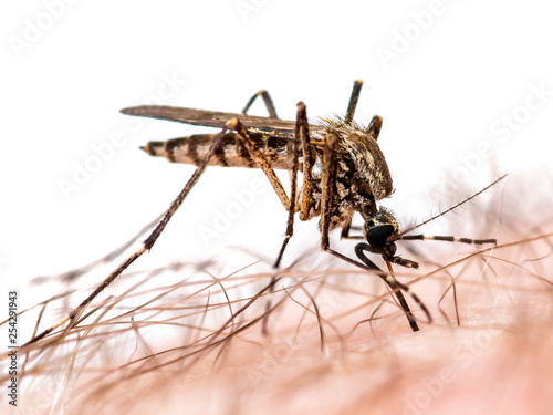 Encephalitis  Yellow Fever  Malaria Disease or Zika Virus Infected Culex Mosquito Parasite Insect Macro Isolated on White Background