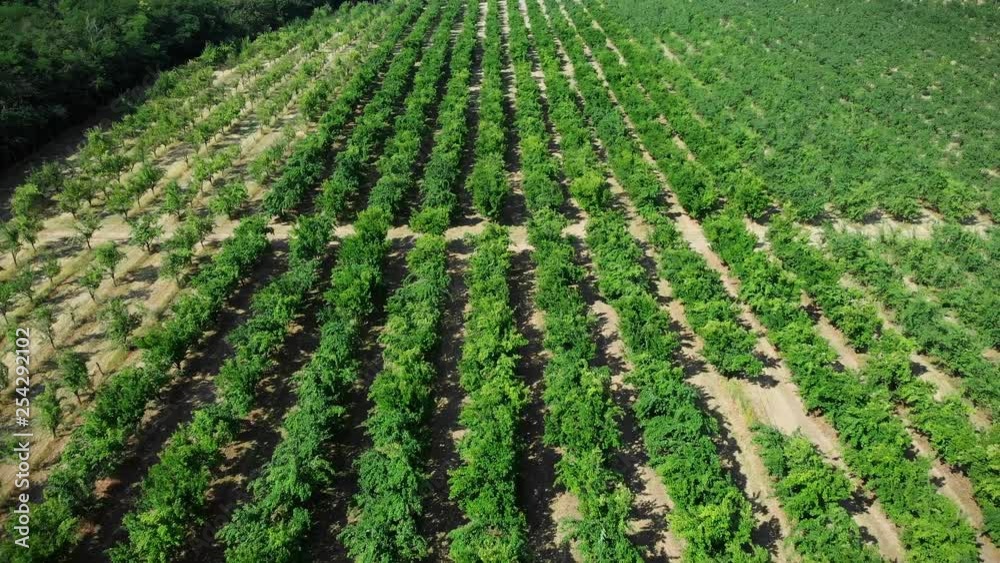 Aerial view of a cherry tree farm Aerial view of a cherry tree farm
