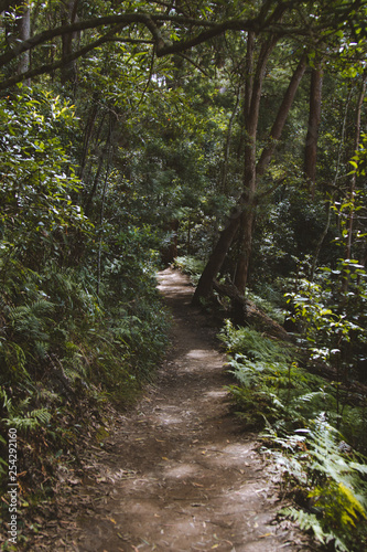 hiking in the rainforest