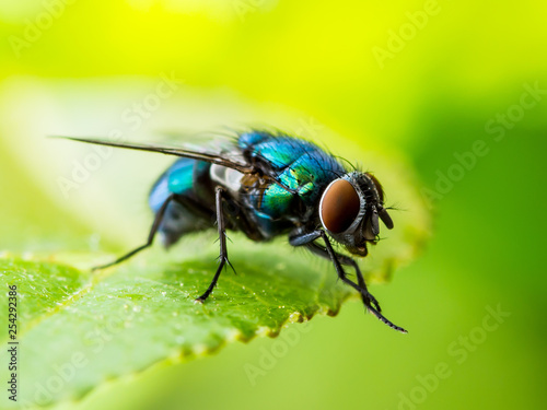 Exotic Drosophila Fruit Fly Diptera Parasite Insect on Plant Leaf © nechaevkon