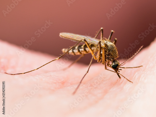 Encephalitis, Yellow Fever, Malaria Disease or Zika Virus Infected Culex Mosquito Parasite Insect on Skin Macro