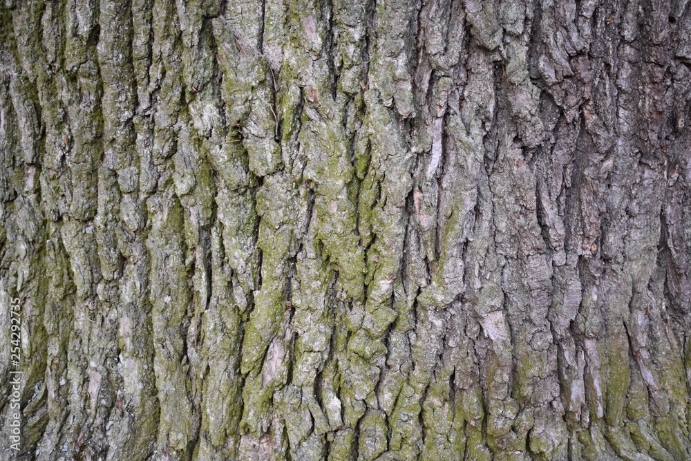 texture bark 