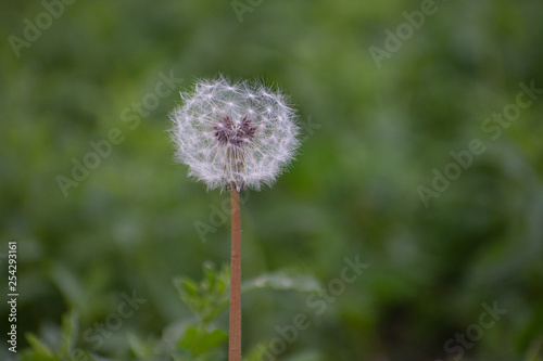 Dandelion with Green Garden Background with soft focus and green bokeh