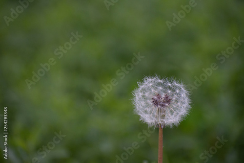 Half Dandelion Green Background with soft green bokeh and soft lighting