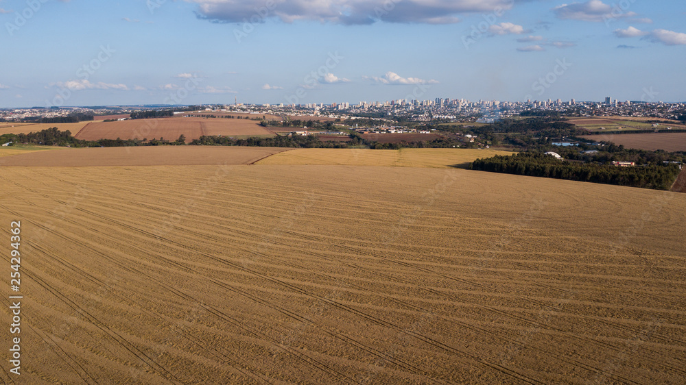 Obraz premium Trigo - cidade