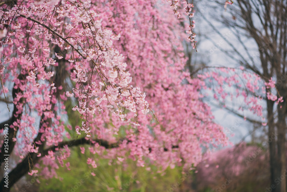 branches with cherry blossom flowers in the Spring branches with cherry blossom flowers in the Spring