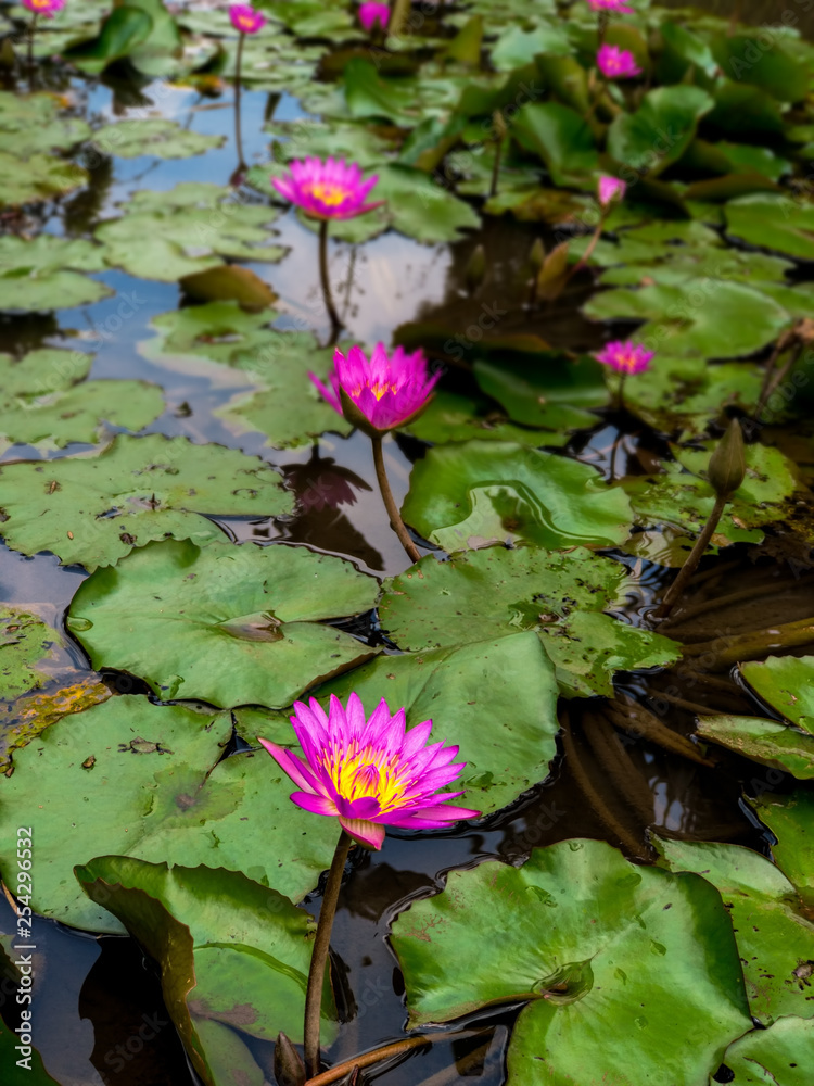 Sea of lotus flower on the pond. Concept of spiritual enlightmen, rebirth and awakening. Selective cocus Sea of lotus flower on the pond. Concept of spiritual enlightmen, rebirth and awakening. Selective cocus