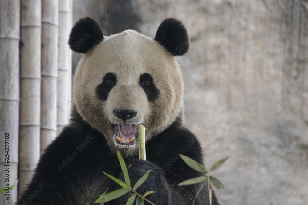 Obraz premium Giant Panda Name, Mei Xi, Eating Bamboo, Shanghai, China